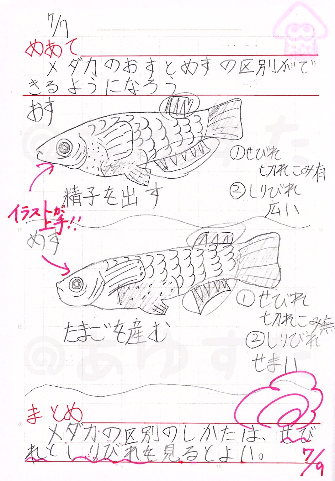 の と の メス メダカ 違い オス