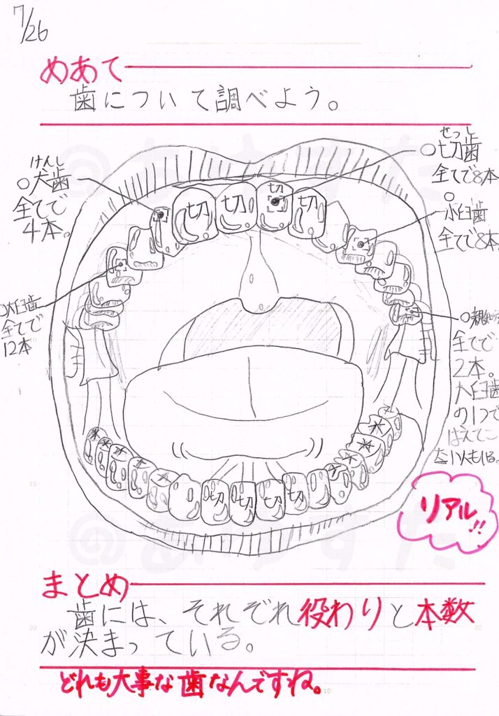 歯についての自主学習ノート